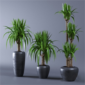 Yucca
